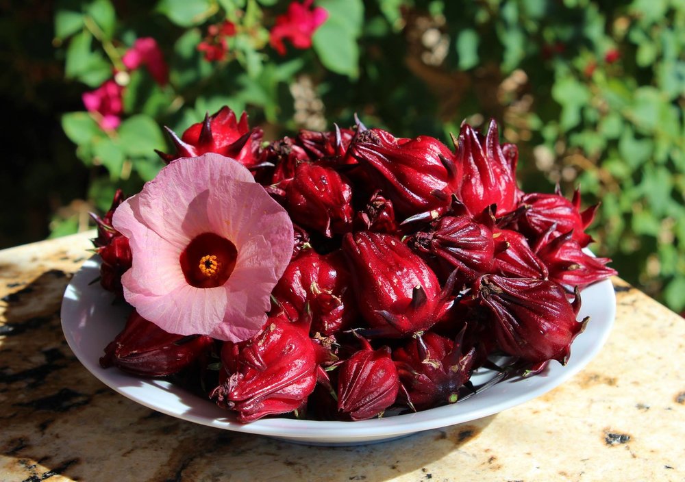 Trà Hoa HiBiscus – Khỏe Đẹp Từ Thiên Nhiên 2020